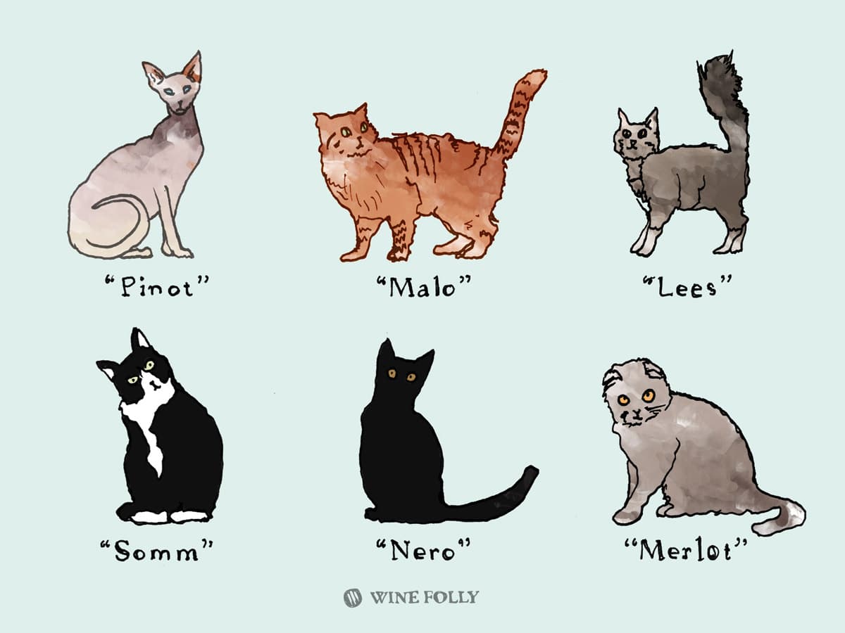 Cover Image for 25 Perfectly Fitting Wine Names for Cats
