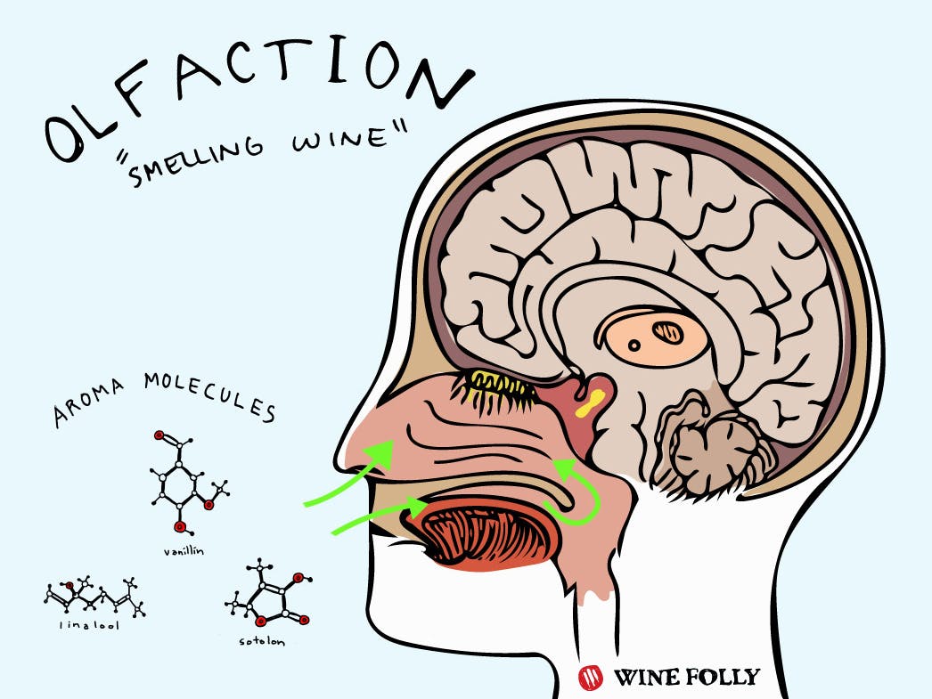 Cover Image for Some Nifty Science to Help You Identify Wine Aromas