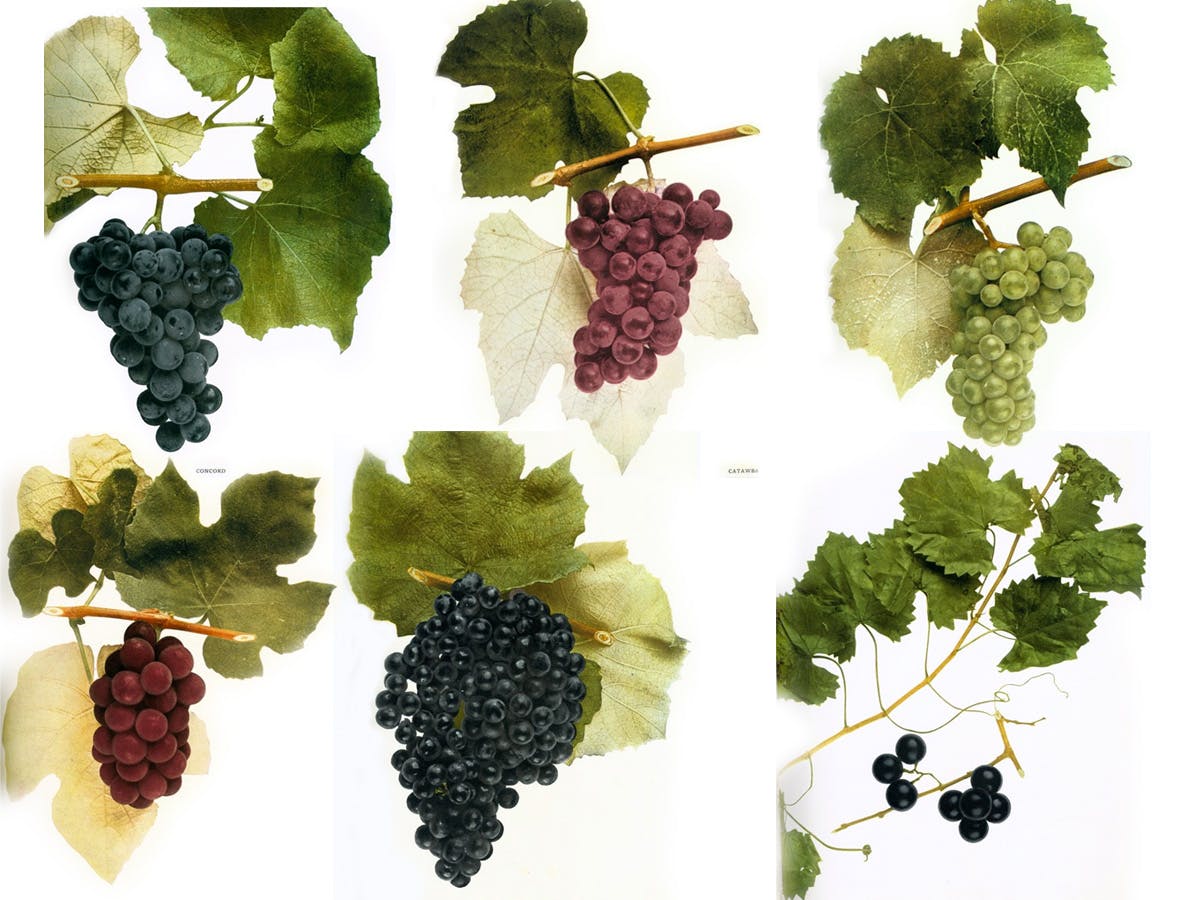 Cover Image for Native Wine Grapes of America