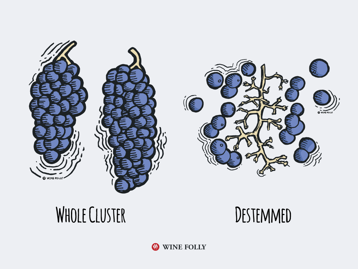 Cover Image for Stemmy Wines? Let’s Talk Whole Cluster Fermentation!