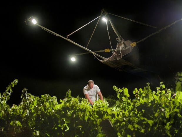 Cover Image for See How Wine is Made in Pictures (From Grapes to Glass)