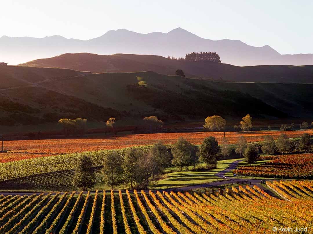 Pinot Noir of Marlborough on the Rise