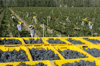 Harvest happens from February - April. by Carlos Calise