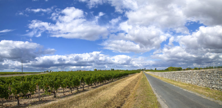 Bordeaux-vineyards-Medoc-2012