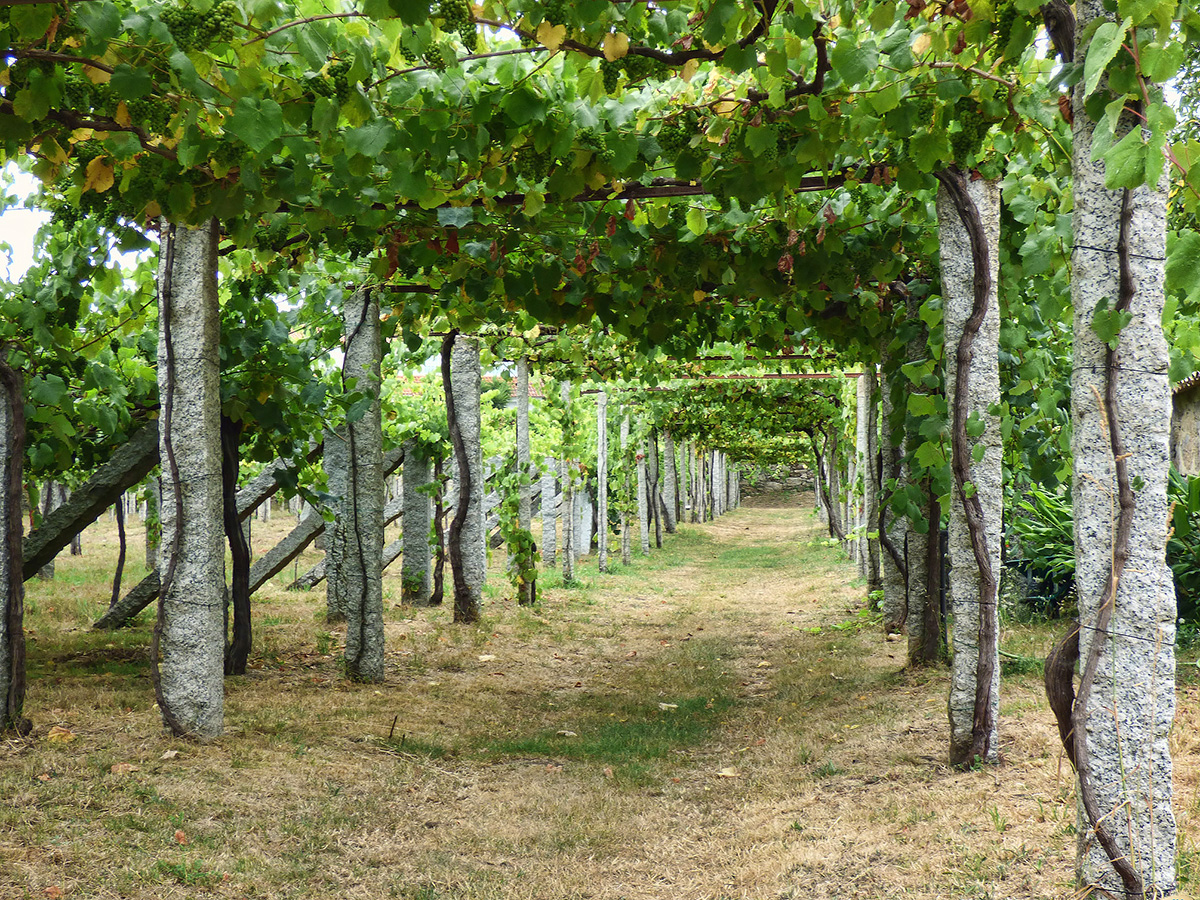 Parras-Albarino-Vine-Training-Val-do-Salnes-juantiagues