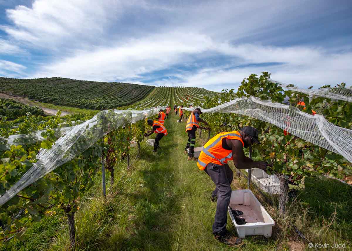 Workers in Marlborough collect Pinot Noir grapes