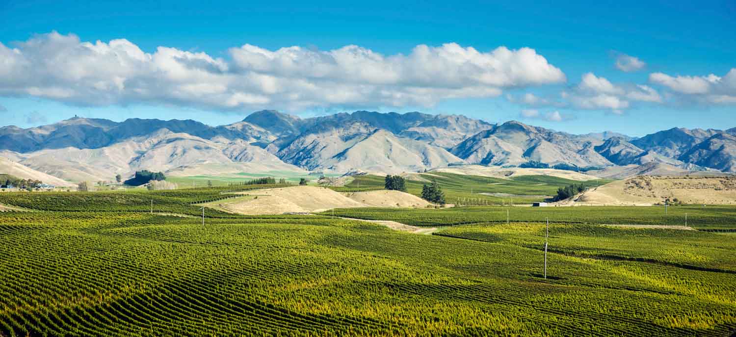 Wide angle photo of Marlborough Wine country