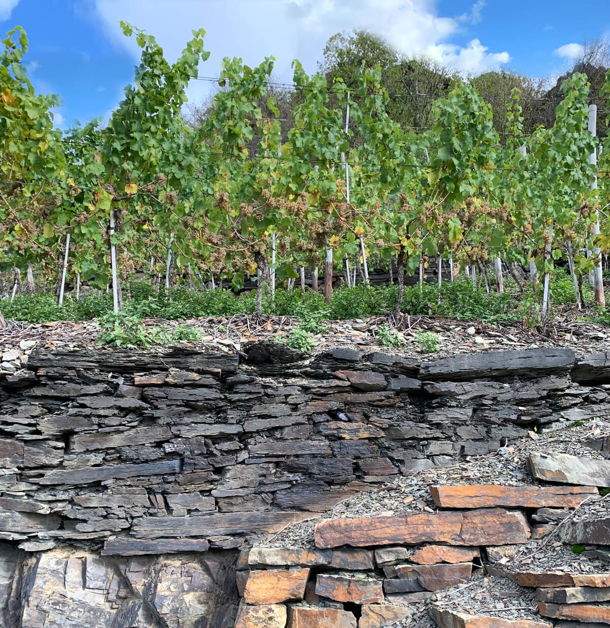 Ahr Valley - Pinot Blanc vineyard with slate soils Germany