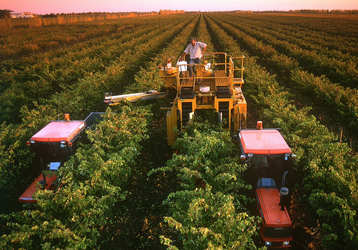 Roderick-Eime-Coonawarra-Cabernet-Harvest-machine-Australia