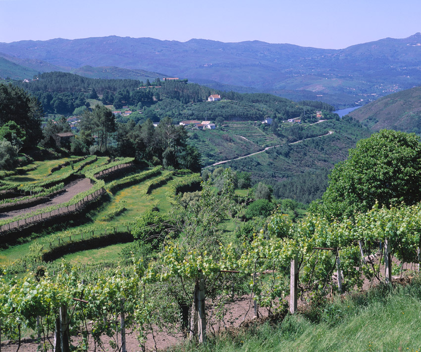 Albarino vinho verde Vineyards-Soajo-region-Lima river-Joao Paulo