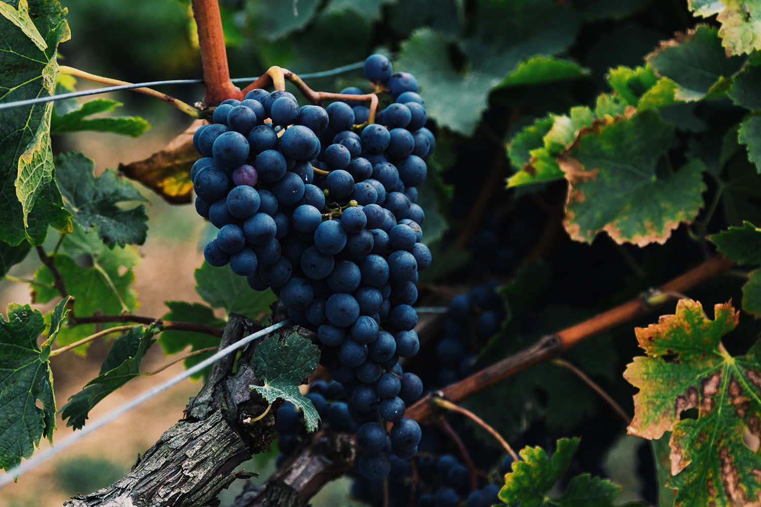 Cabernet Sauvignon Grapes