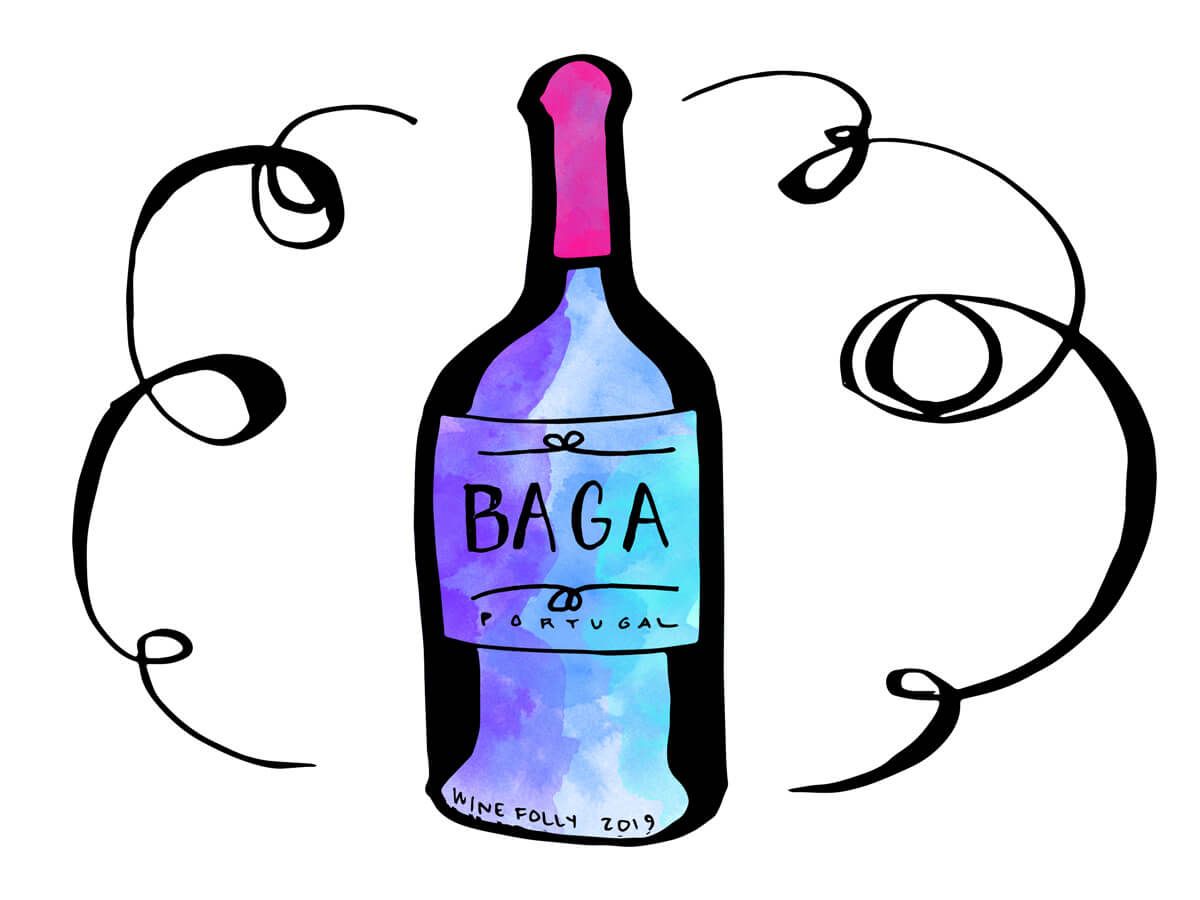 baga-portugal-red-wine-bottle-illustration-winefolly