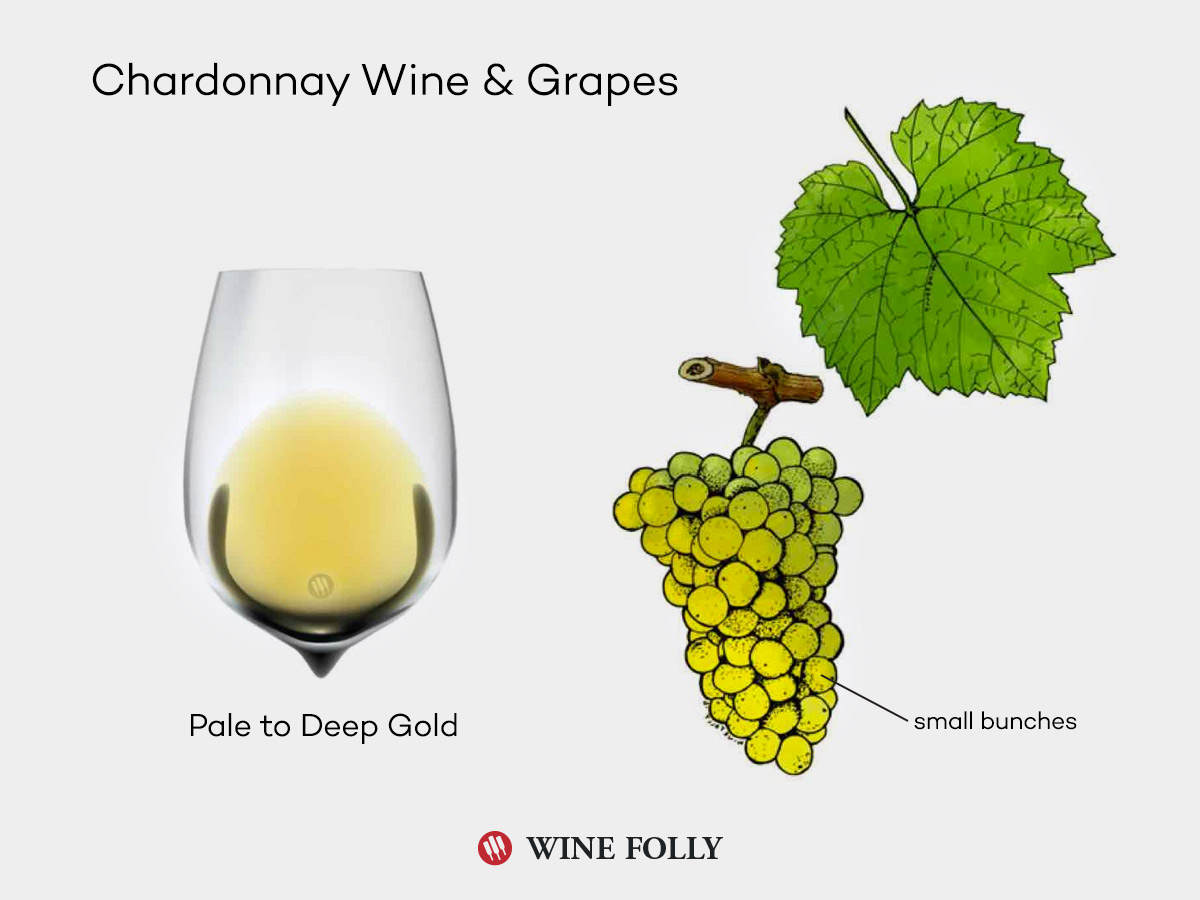 chardonnay-wine-grapes-illustration-winefolly