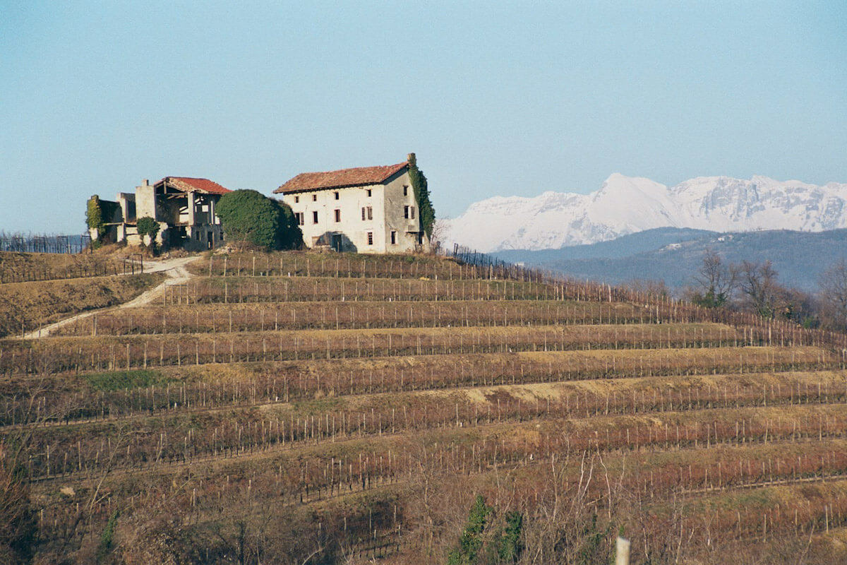 A Collio vineyard in winter by Harry Blue.