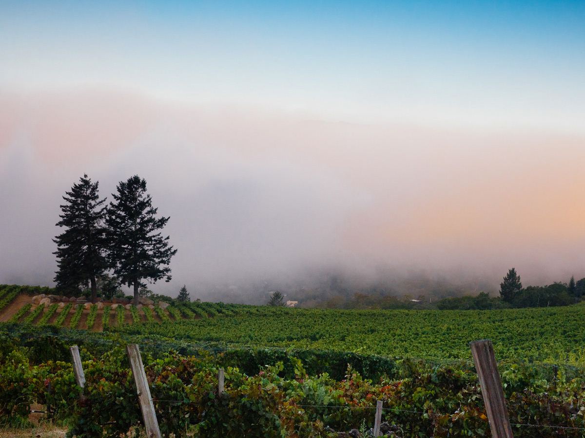 A view looking over Hanzell Vineyards in Sonoma Valley towards the morning fog during harvest