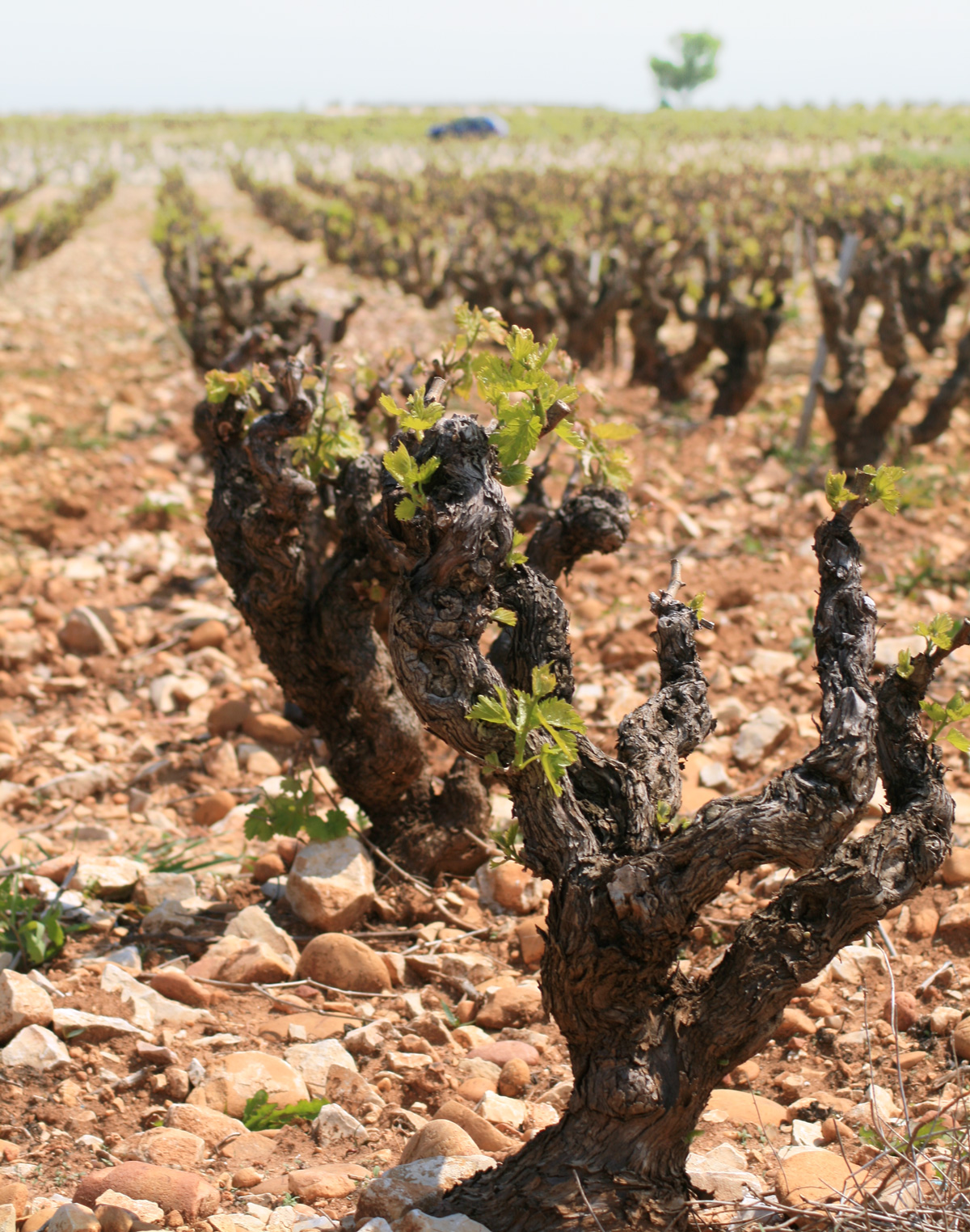 Guide To Chateauneuf Du Pape Region And The Wines Wine Folly