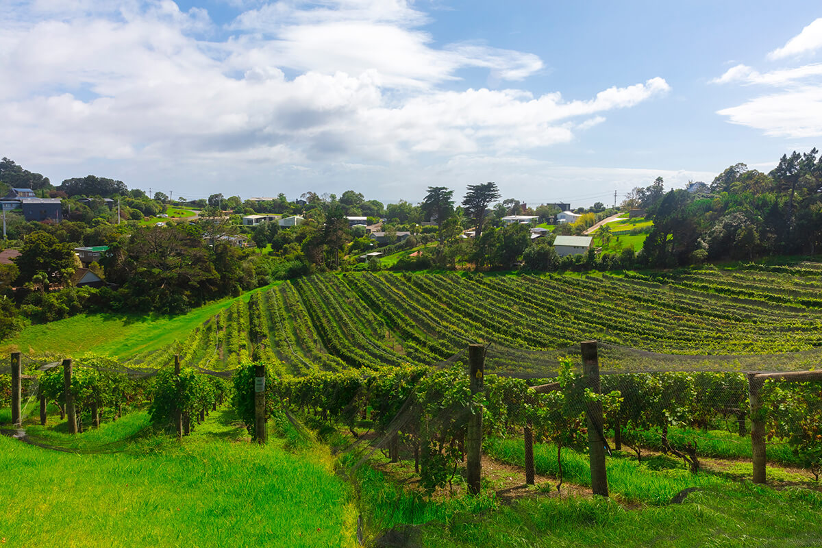 jon-moore-vineyard-auckland-new-zealand