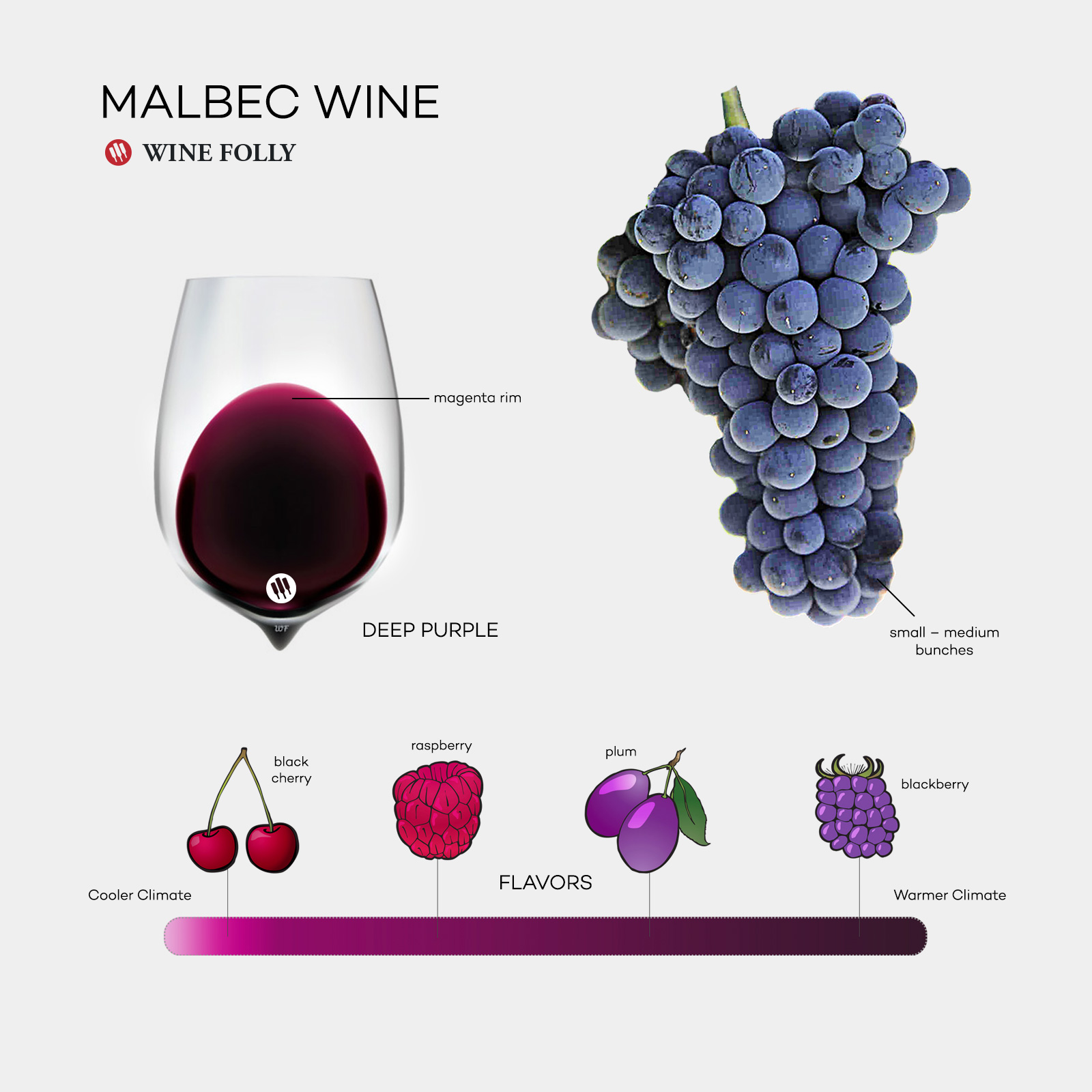 Malbec Wine 101 infographic by Wine Folly