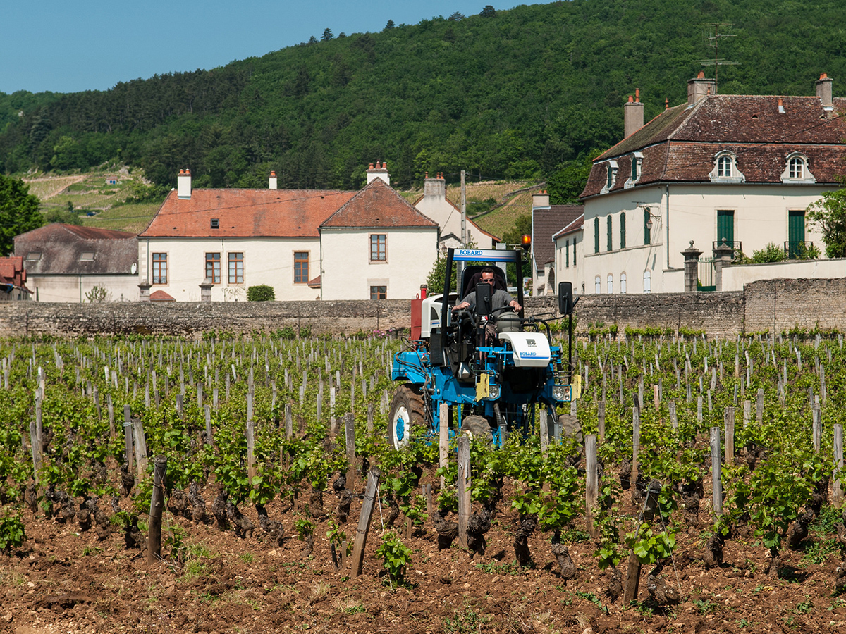 Pinot Noir Vineyards in Burgundy, France close to Gevrey-Chambertin in Côte d'Or with Marl (limestone-clay) soils. 
