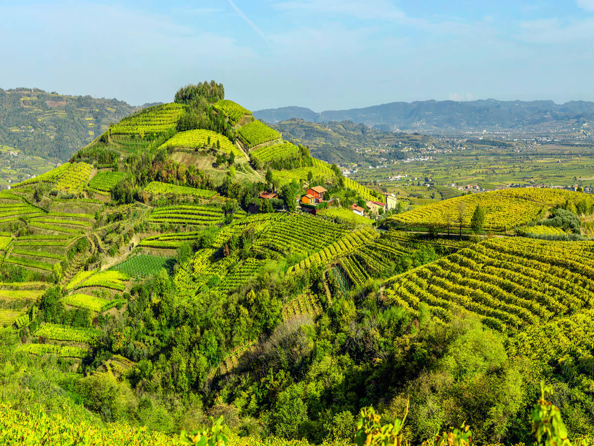 soave-hills-vineyards-vines