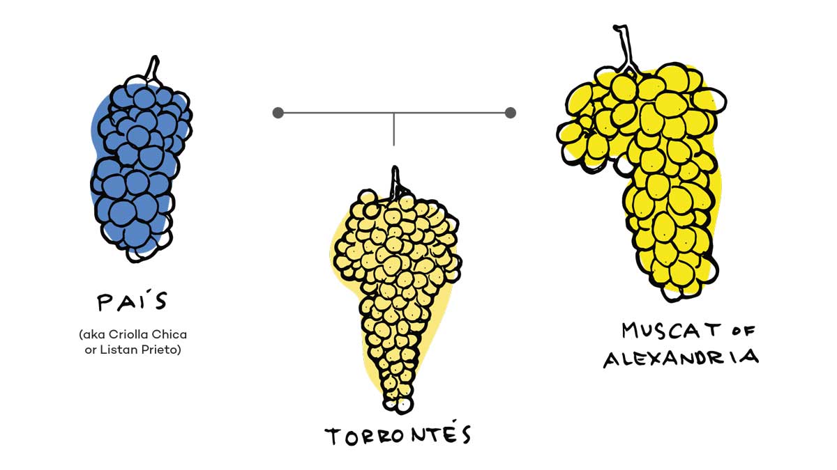 Wine Folly - Argentina 101 Learnings
