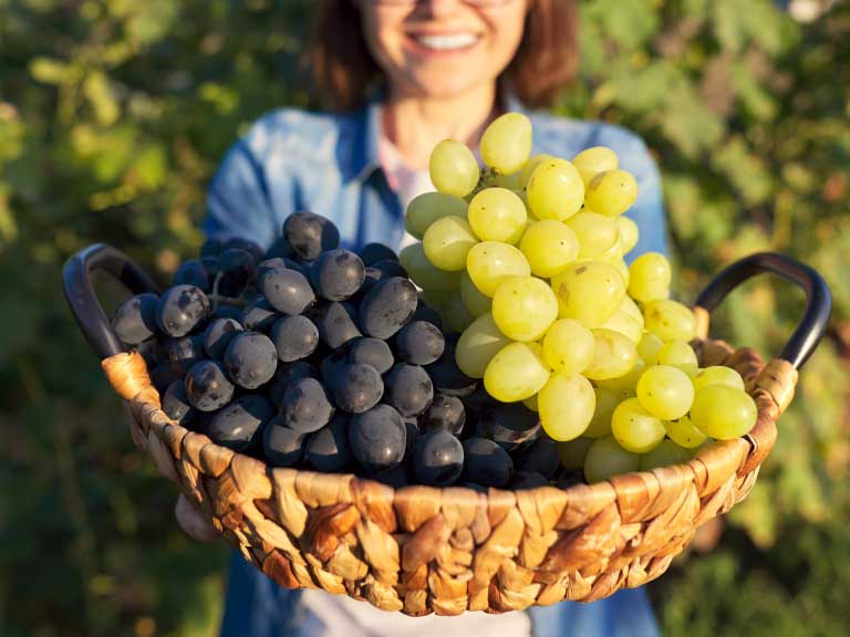 Major Wine Grapes